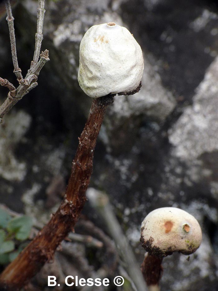 Tulostoma squamosum