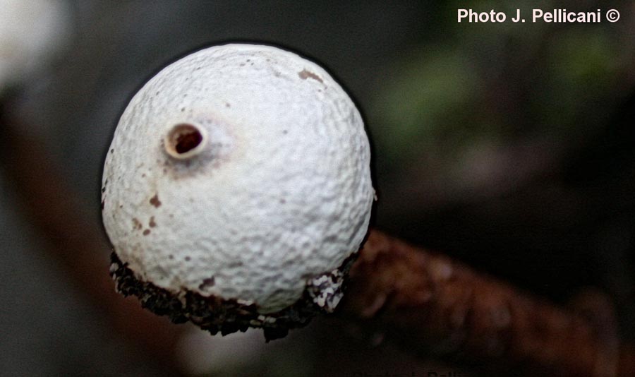 Tulostoma squamosum