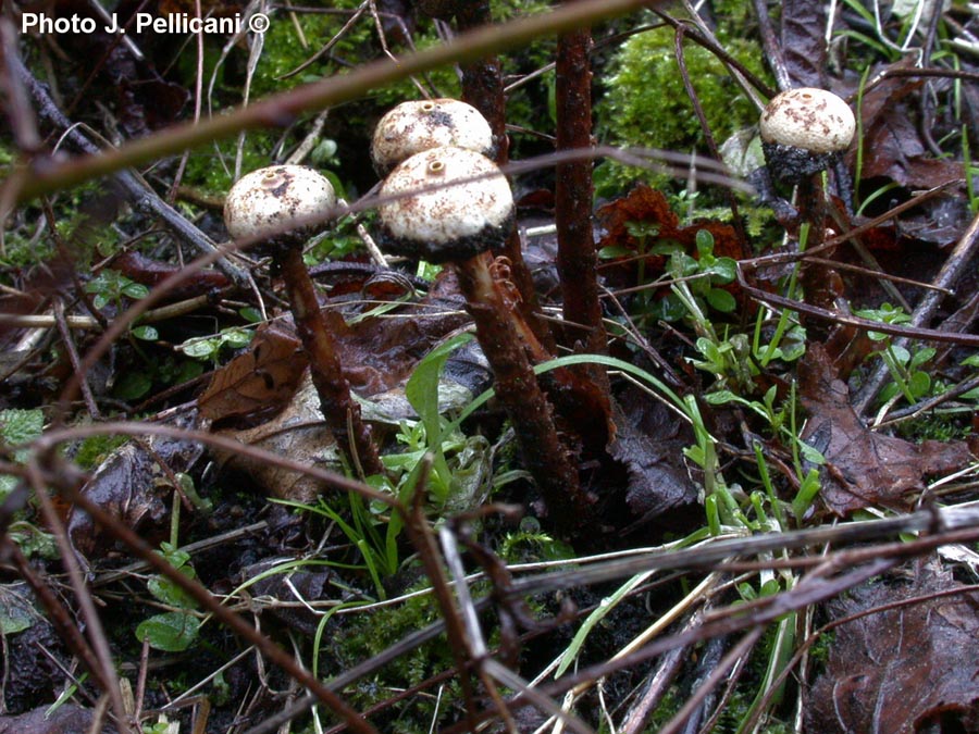 Tulostoma squamosum