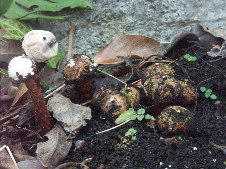 Tulostoma squamosum