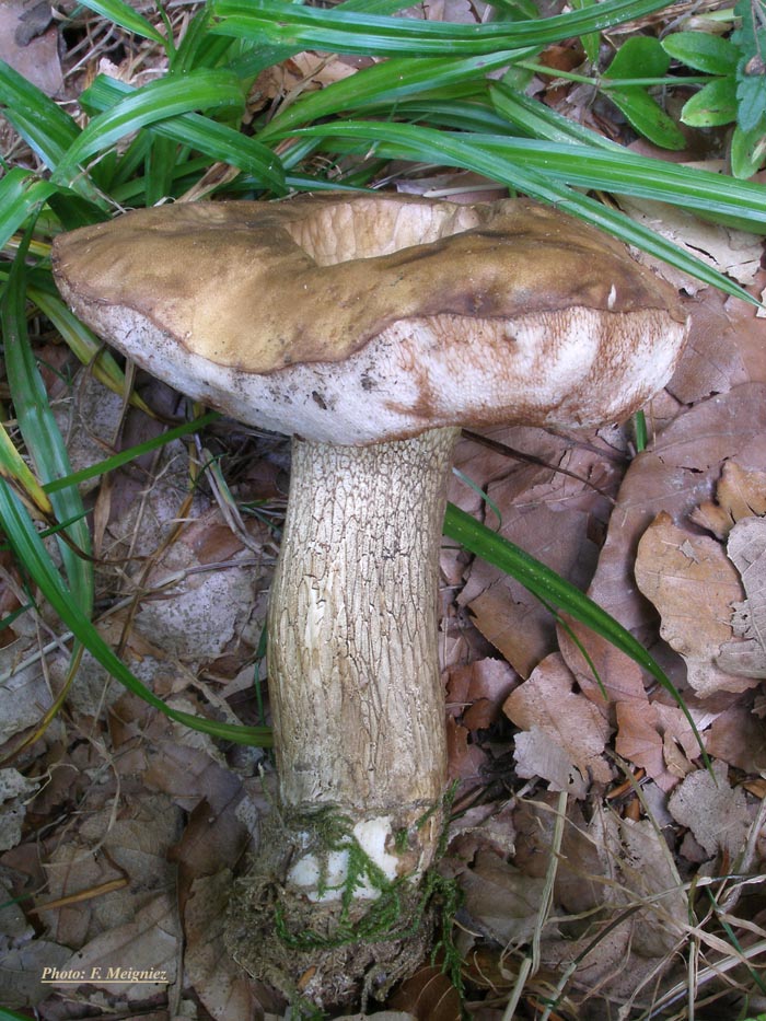 Tylopilus felleus