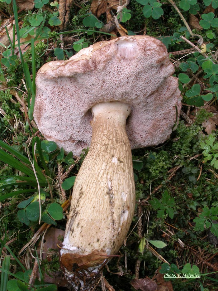 Tylopilus felleus