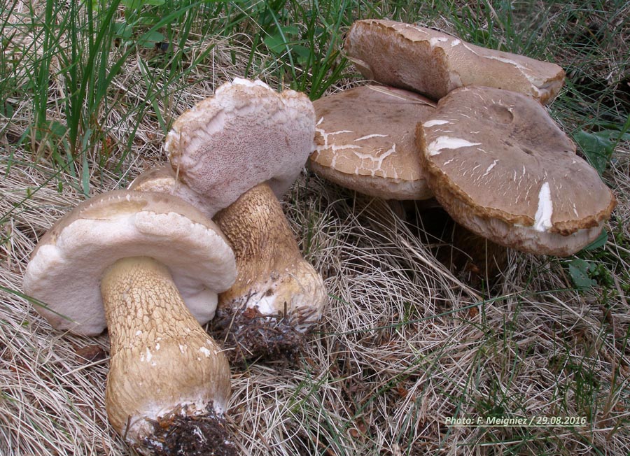 Tylopilus felleus