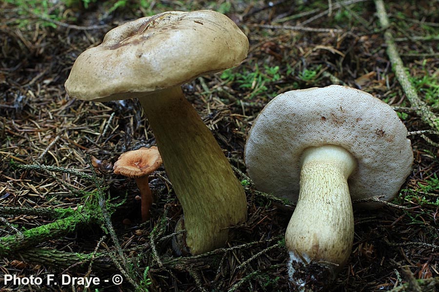 Tylopilus felleus