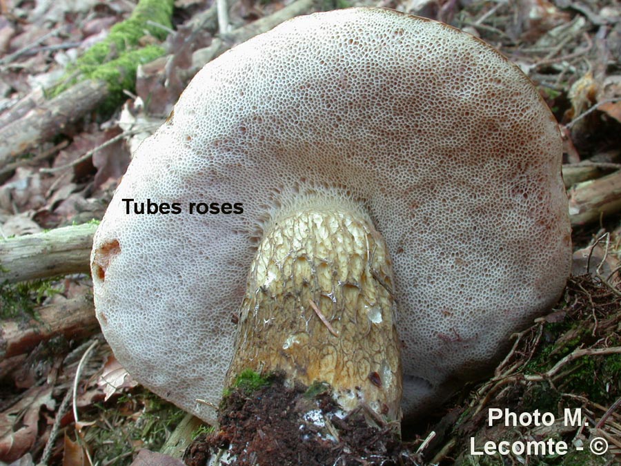 Tylopilus felleus