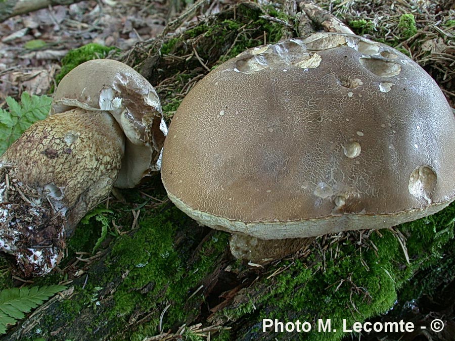 Tylopilus felleus