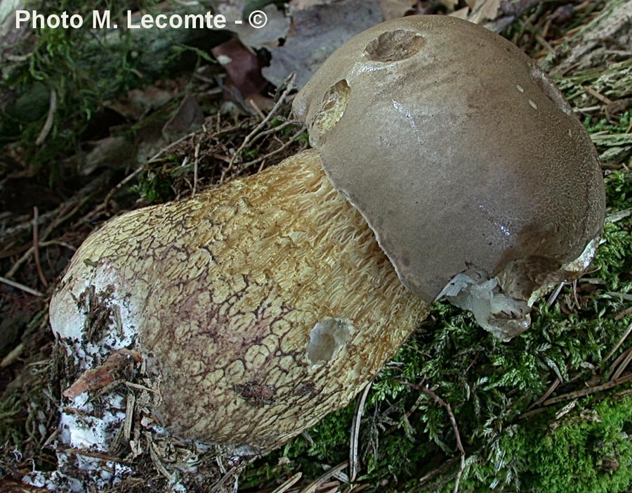 Tylopilus felleus