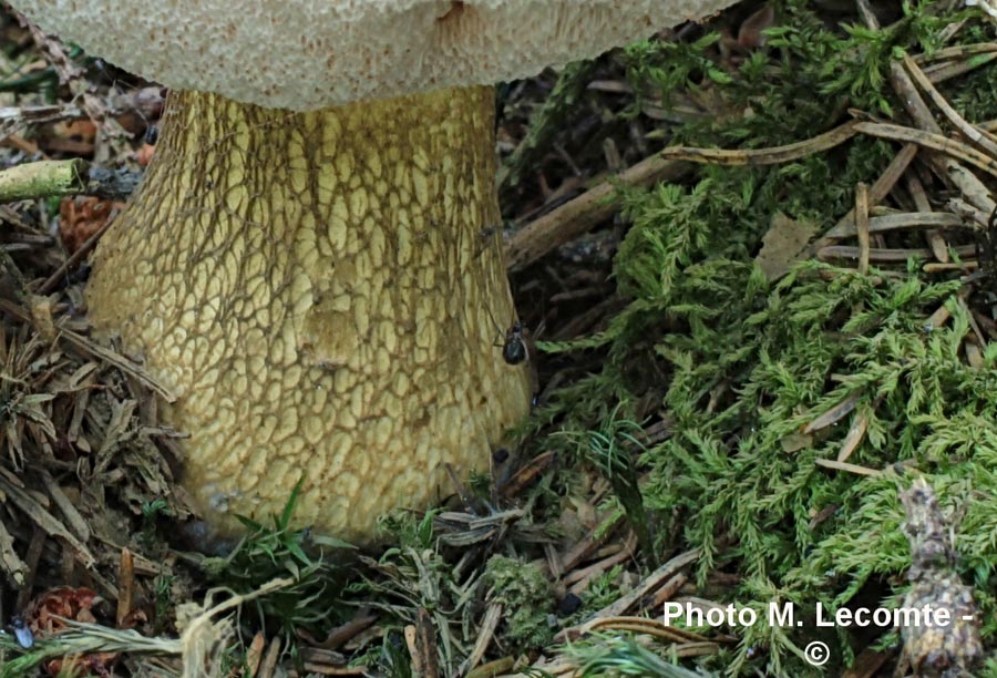 Tylopilus felleus