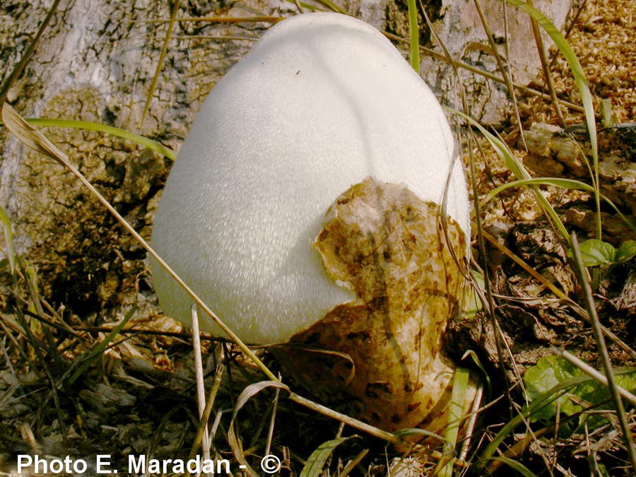 Volvariella bombycina