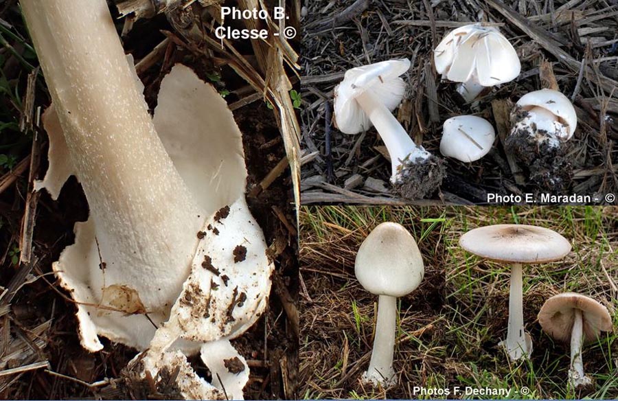 Volvariella gloiocephala (Volvopluteus gloiocephalus, Volvariella speciosa)