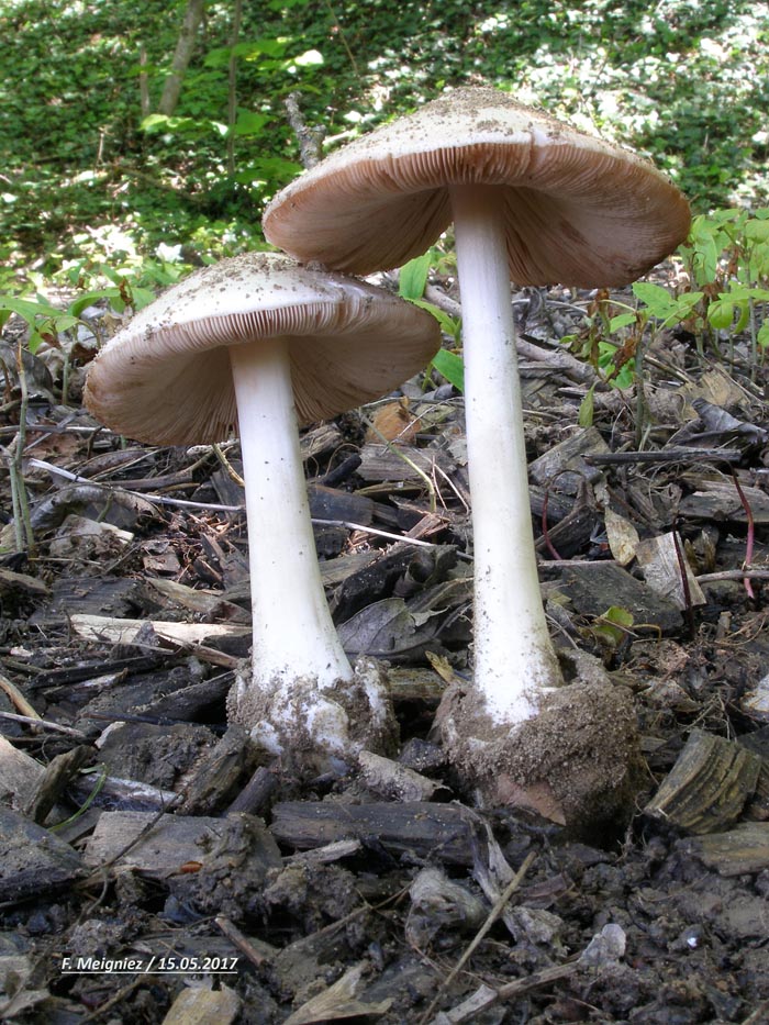 Volvariella gloiocephala (Volvopluteus gloiocephalus)