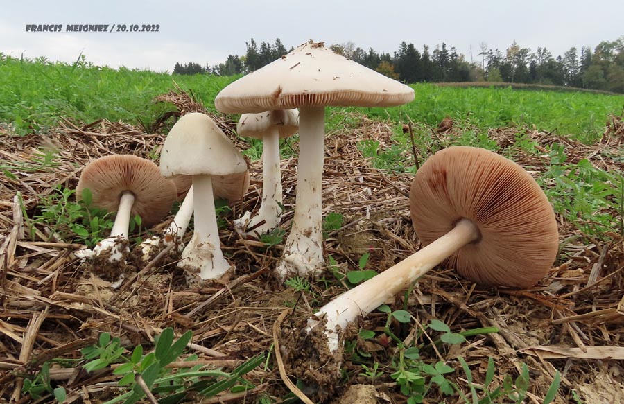Volvariella gloiocephala (Volvopluteus gloiocephalus, Volvariella speciosa)