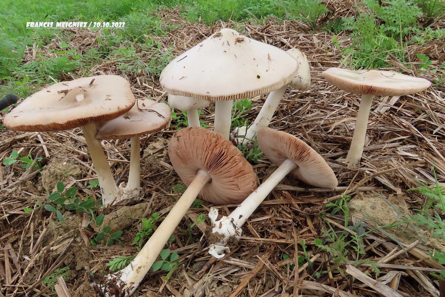 Volvariella gloiocephala (Volvopluteus gloiocephalus, Volvariella speciosa)