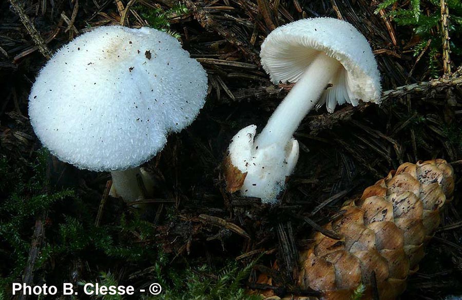 Volvariella hypopithys