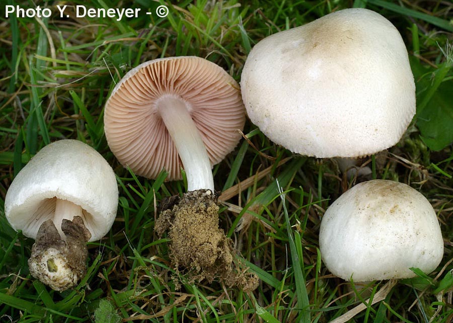 Volvariella parvula