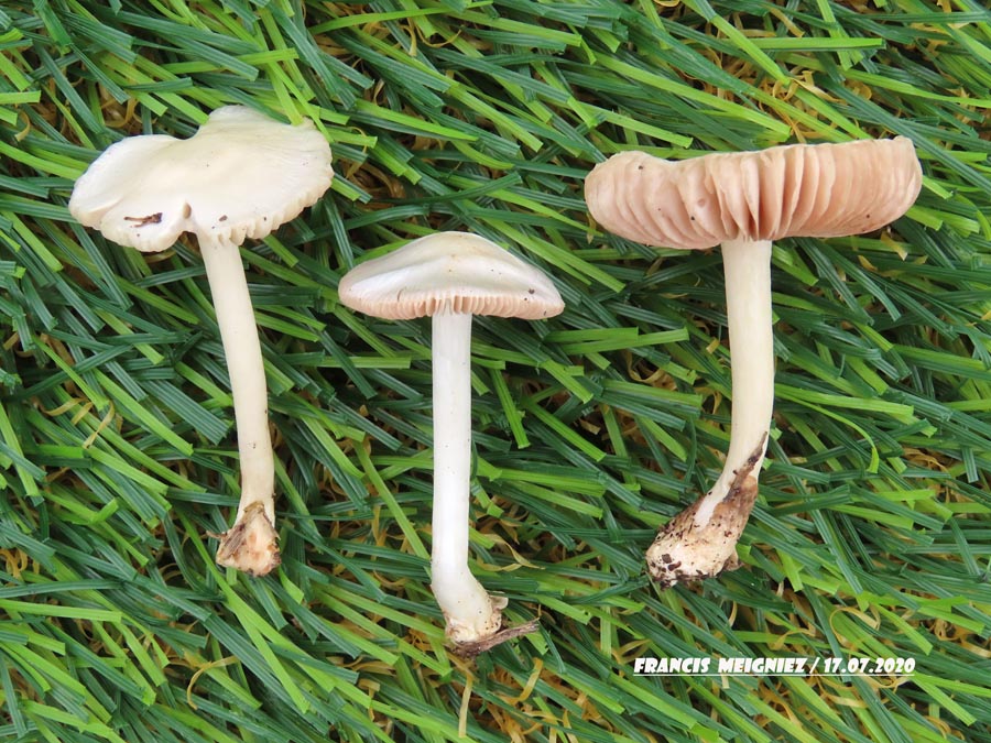 Volvariella pusilla