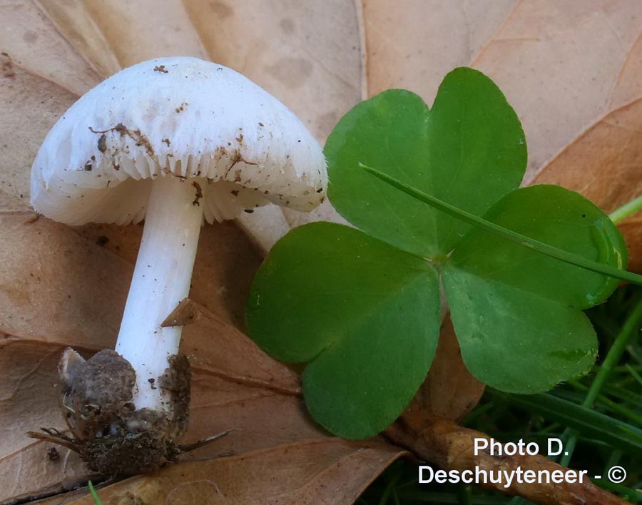 Volvariella pusilla