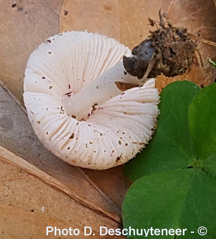 Volvariella pusilla