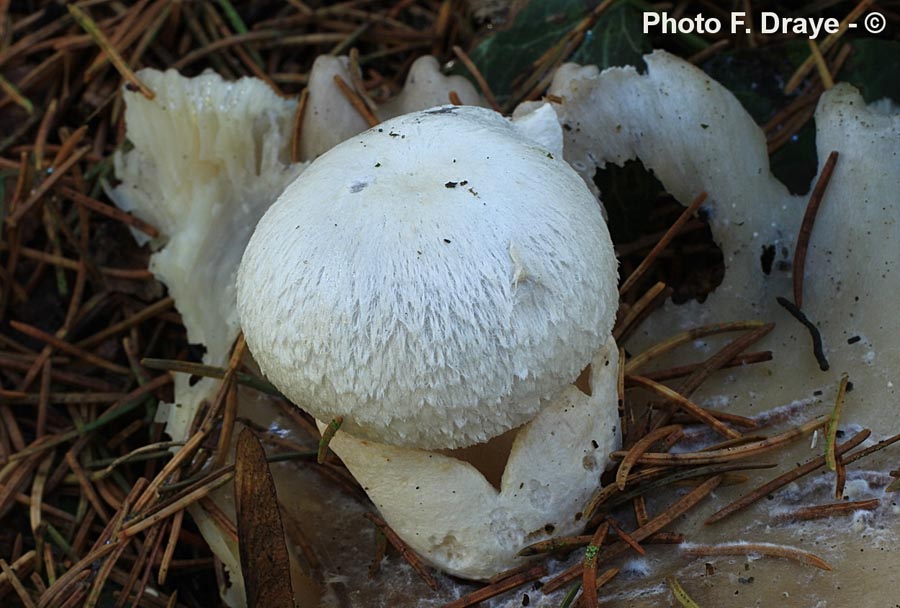 Volvariella surrecta