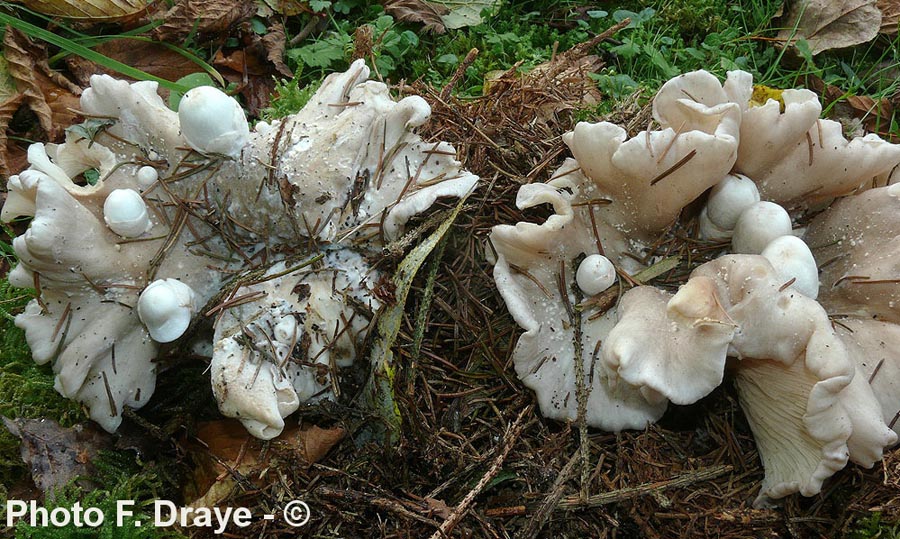 Volvariella surrecta