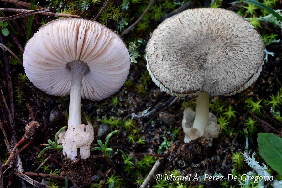 Volvariella taylori