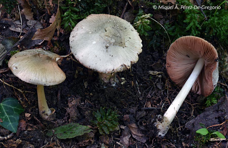 Volvariella taylori