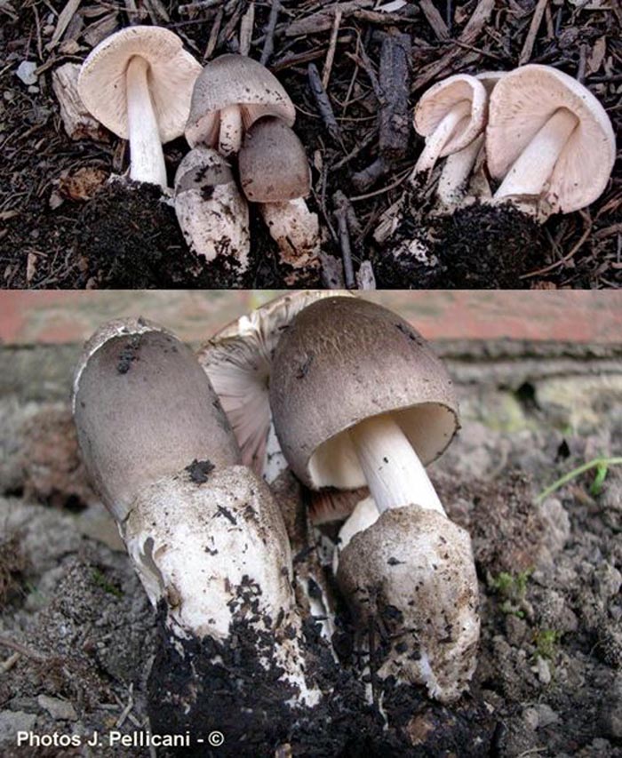 Volvariella volvacea