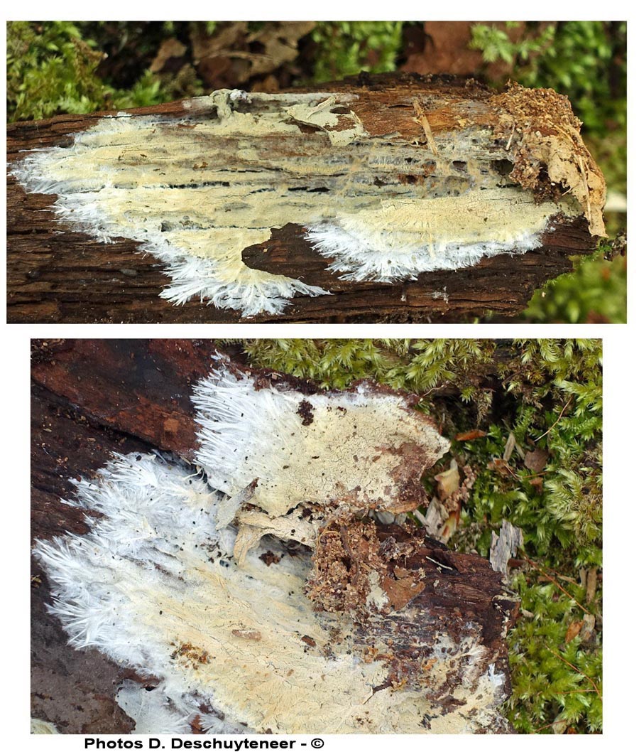 Phlebiella vaga (Xenasmatella vaga)