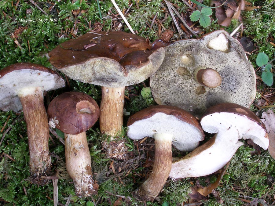 Xerocomus badius