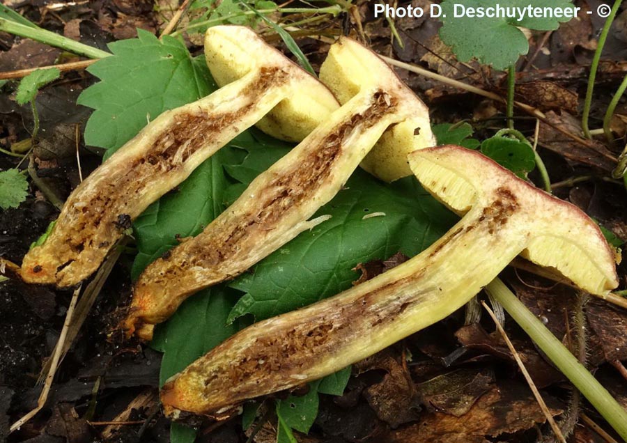 Xerocomus engelii (D. Deschuyteneer)