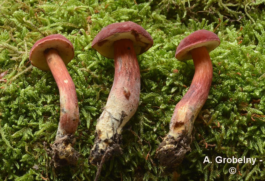 Xerocomus ripariellus