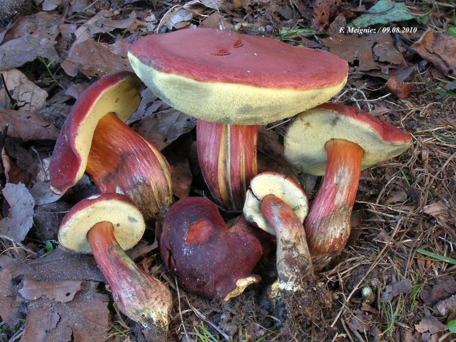 Xerocomus rubellus