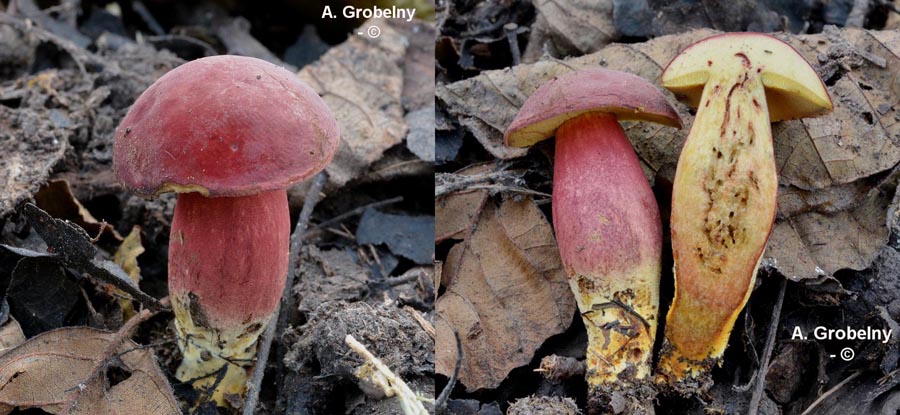 Xerocomus rubellus