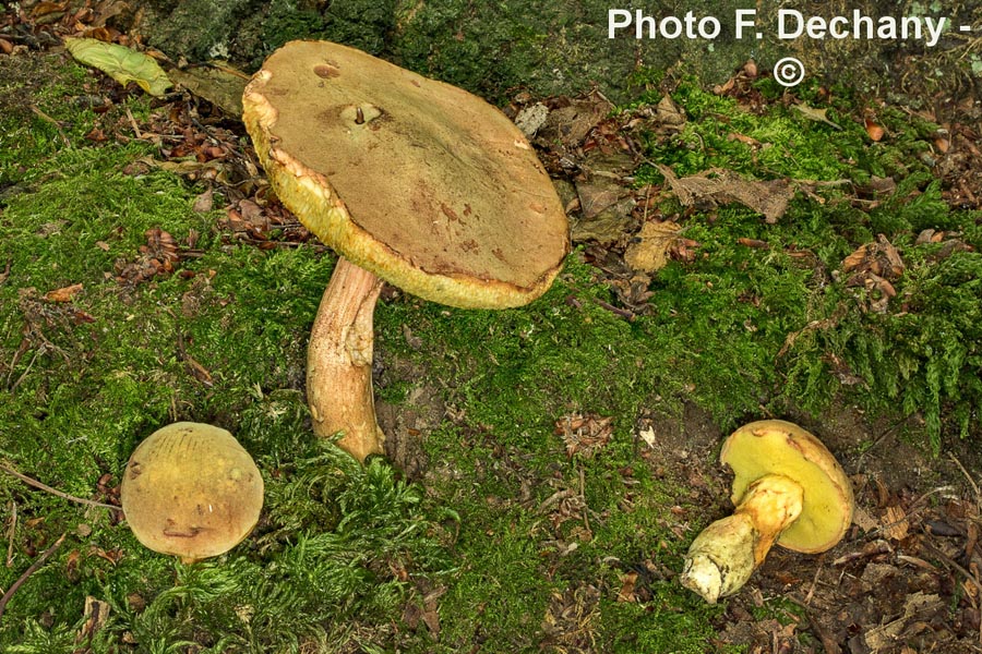 Xerocomus subtomentosus