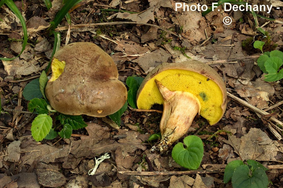 Xerocomus subtomentosus