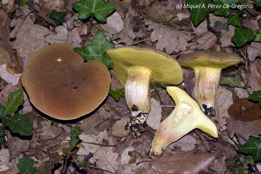 Xerocomus subtomentosus