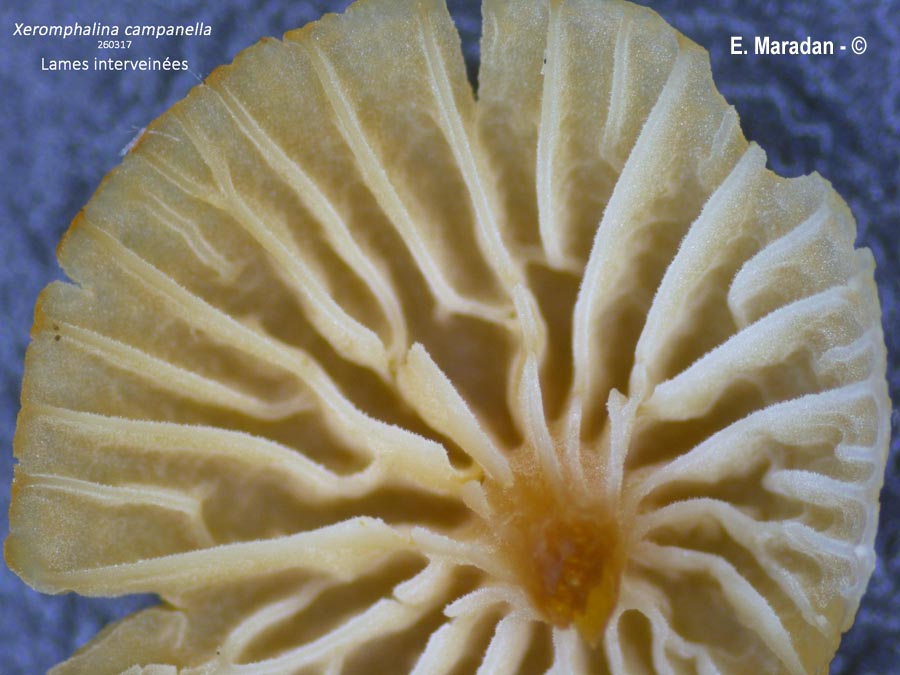 Xeromphalina campanella