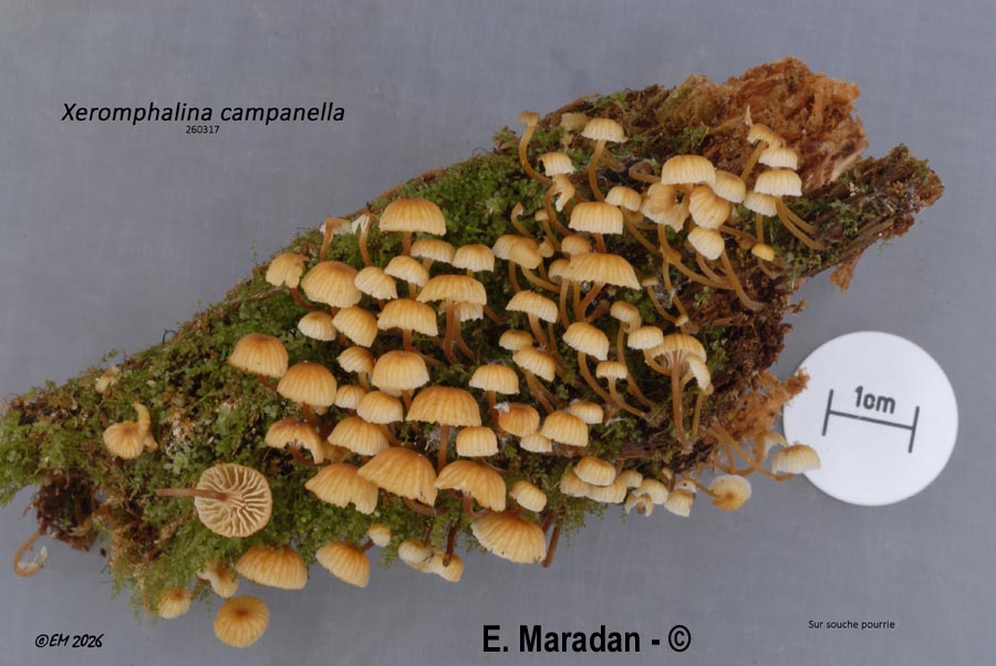 Xeromphalina campanella