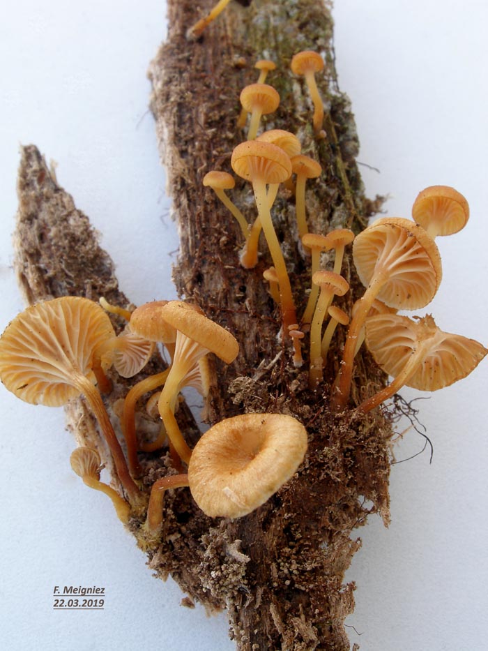 Xeromphalina campanella