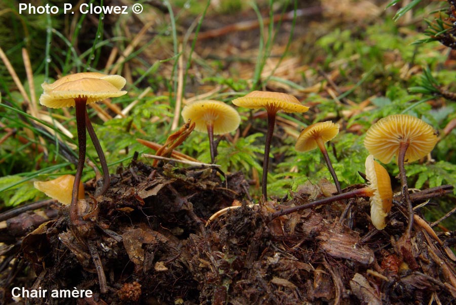 Xeromphalina fellea