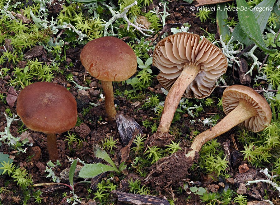 Xerophorus donadinii