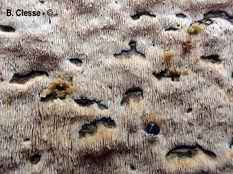 Xylodon flaviporus (Schizopora flavipora)