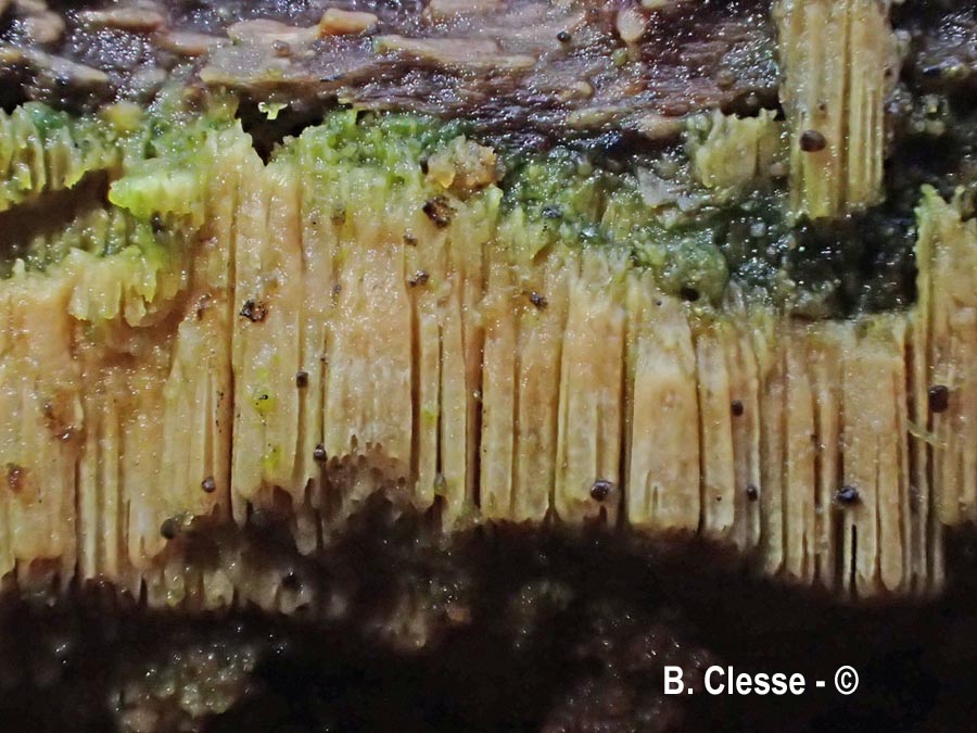 Xylodon flaviporus (Schizopora flavipora)