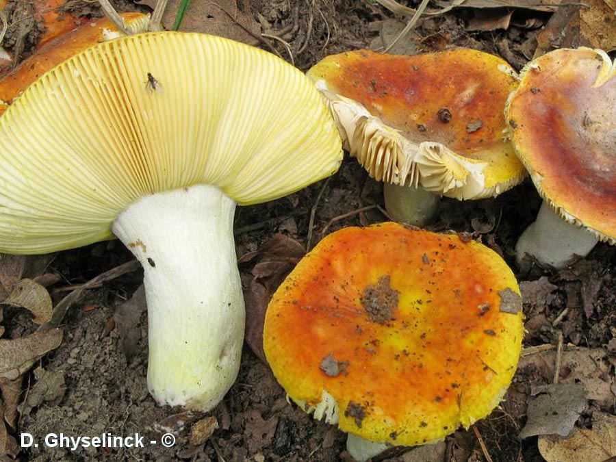 Russula aurea