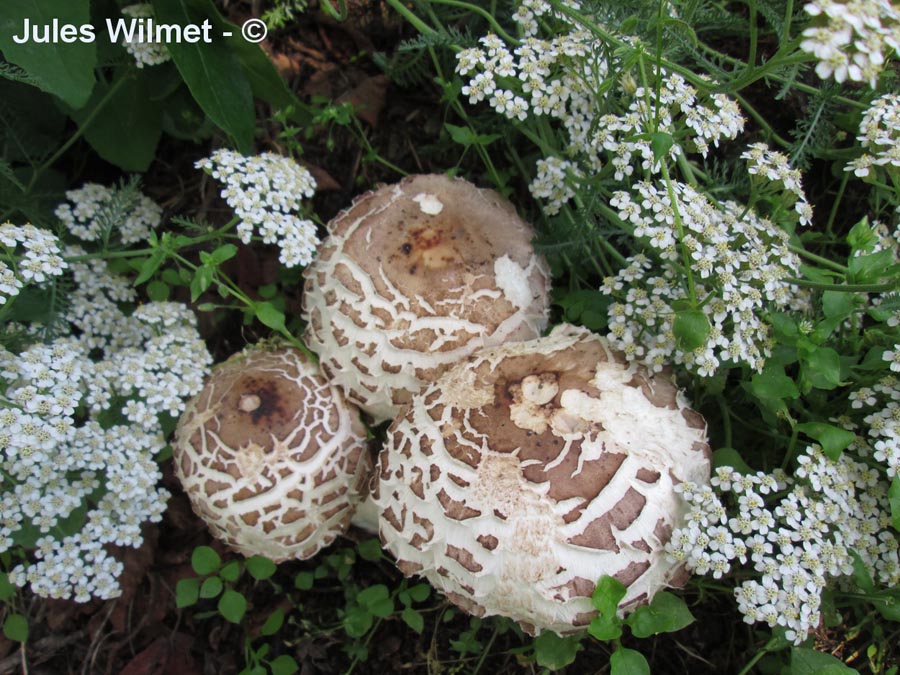 Macrolepiota rhacodes (Chlorophyllum brunneum)