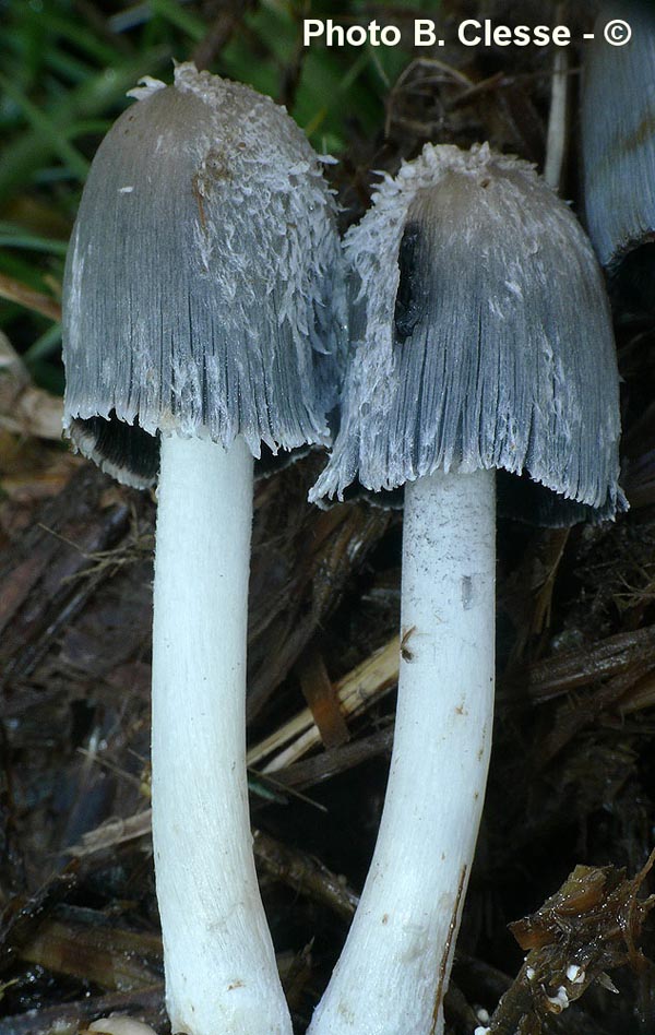 Coprinopsis cinerea