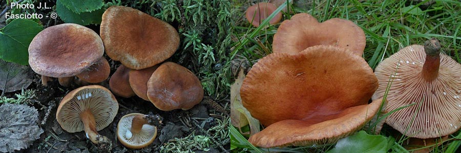 Lactarius lacunarum