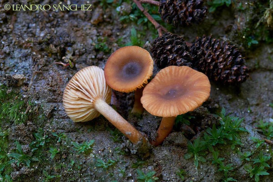 Lactarius obscuratus