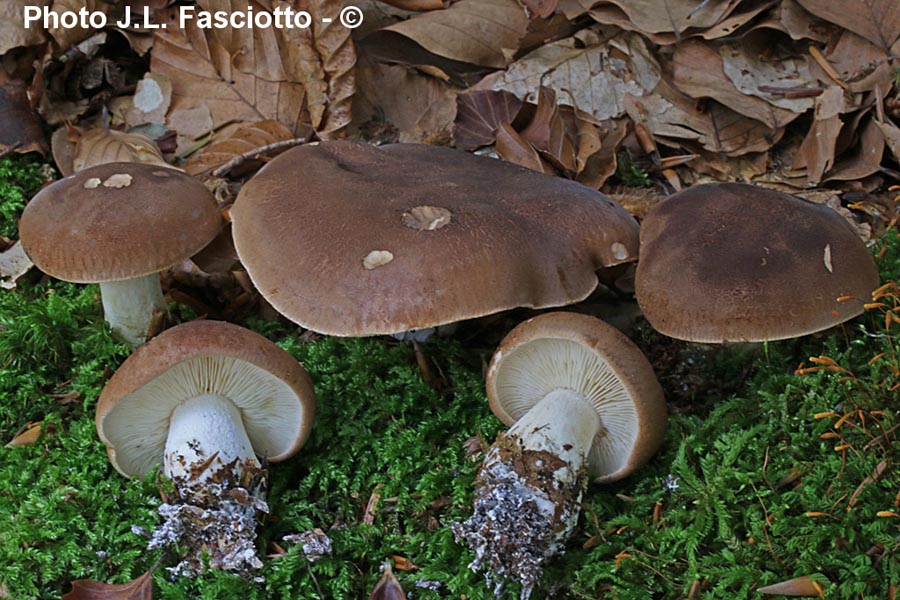 Leucopaxillus amarus (Leucopaxillus gentianeus)