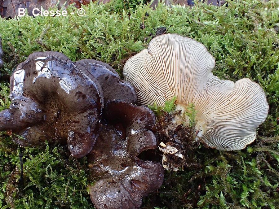 Panellus serotinus (Sarcomyxa serotina)